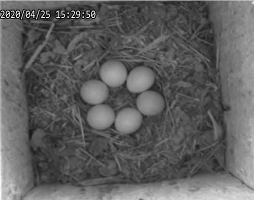 Kestrel nest with6 eggs
